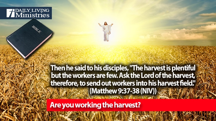 Are you working the harvest?